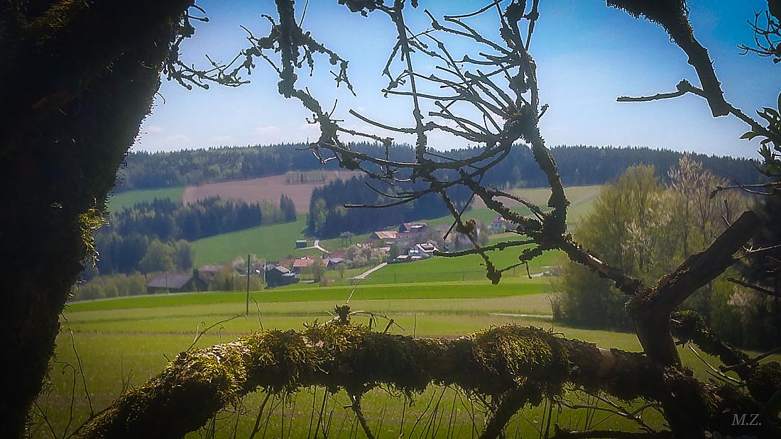 Foto: Martin Zehrer - Der Blick durchs Geäst runter zum heimlichen Zentrum der Oberpfalz - Das Dorf Godas... ;-)<br />
<br />
Wandertag rund um den Armesberg am 26. April 2020...<br />
Vom Neusteinreuther Wa 