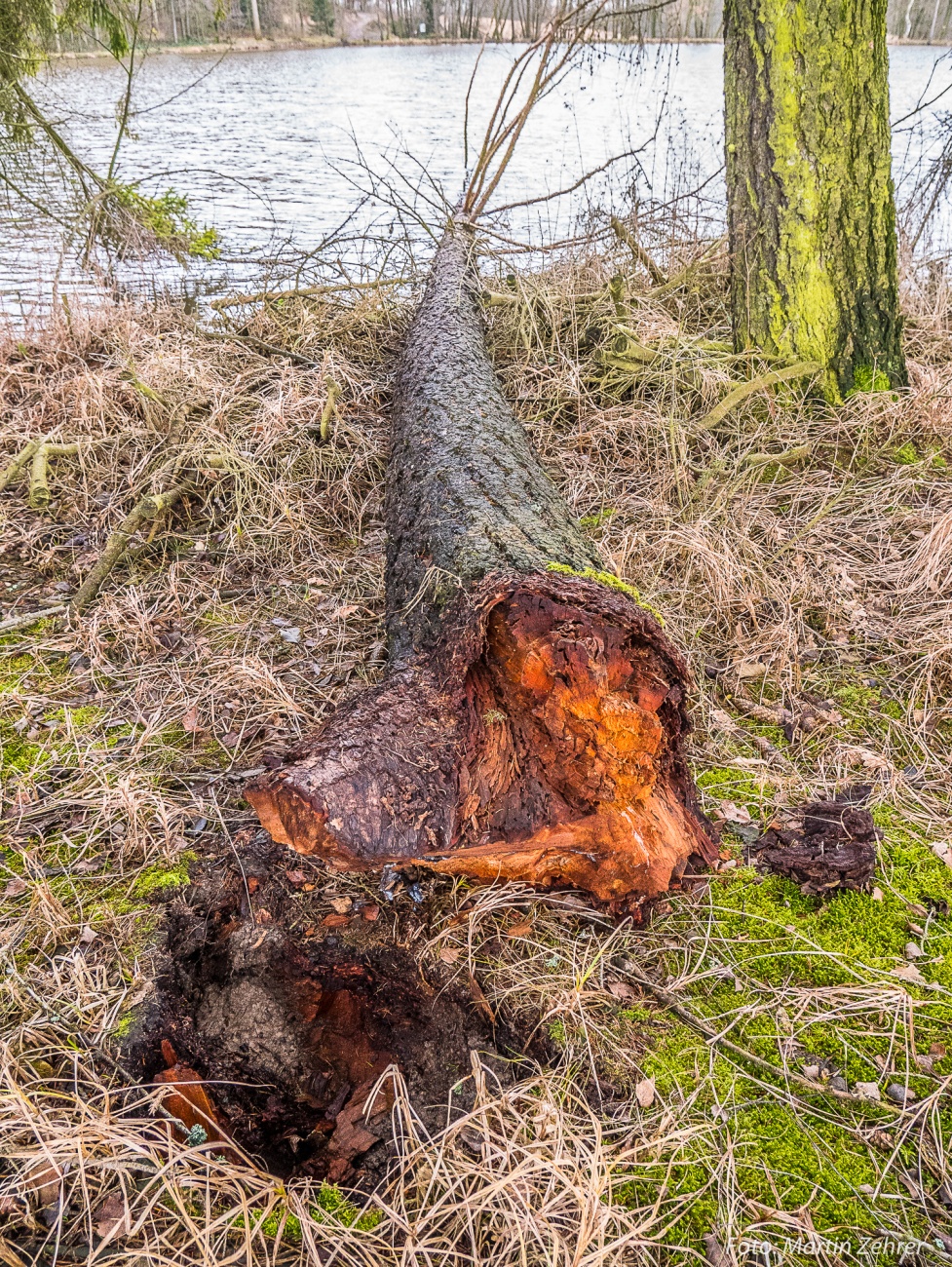 Foto: Martin Zehrer - Ein Baum ist entwurzelt und umgefallen. Vermutlich waren die starken Winder der letzten Tage das Tüpfelchen auf dem i, das den Baum zum Umbruch trieb... Die Wurzel war lä 