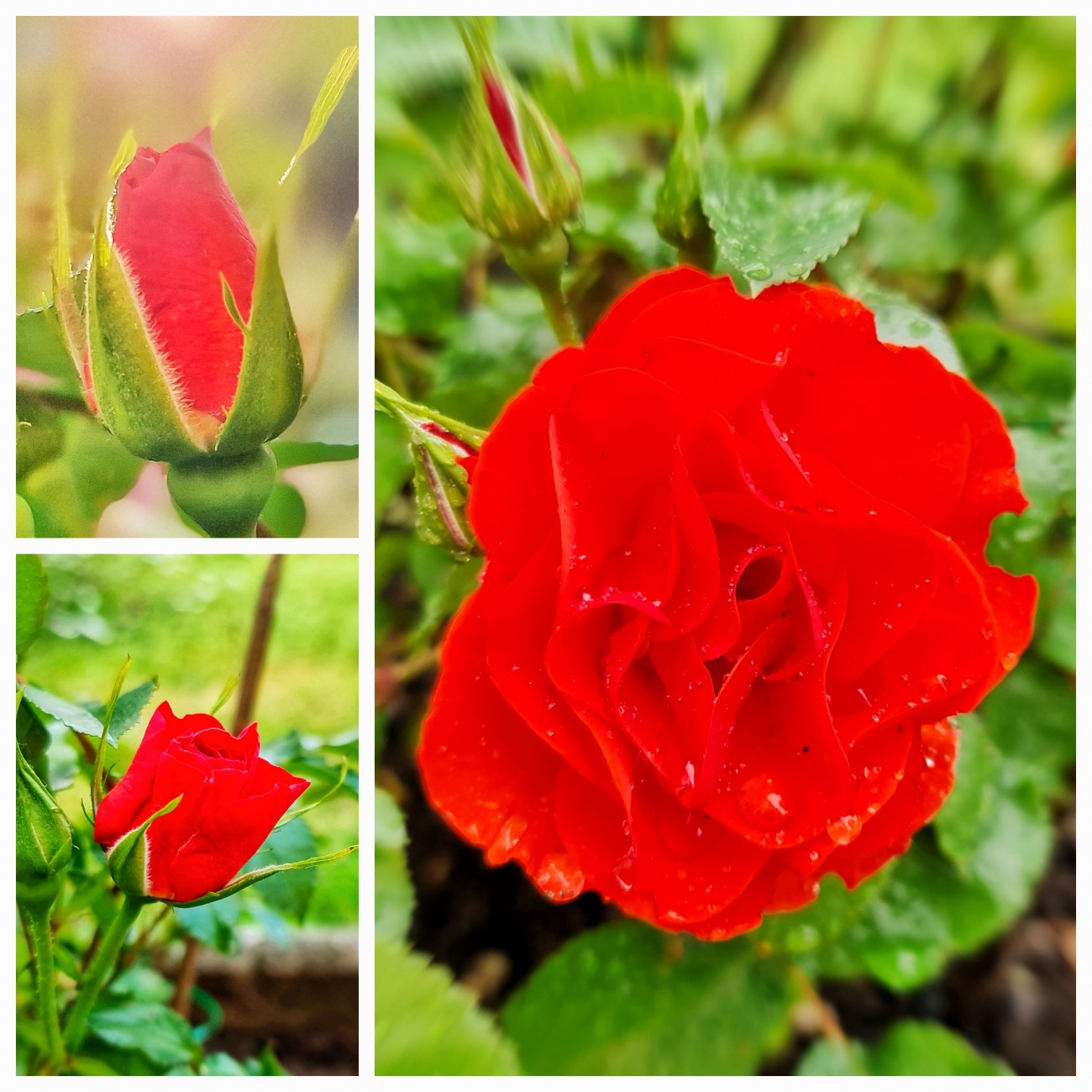 Foto: Jennifer Müller - Von der Knospe zur wunderschönen Rosenblüte 