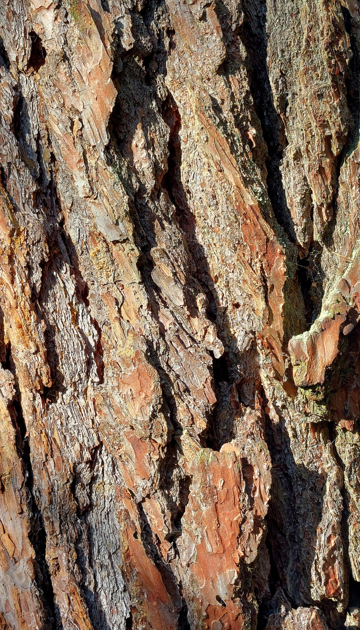 Foto: Martin Zehrer - Knorrige Baum-Rinde am Rußweiher... 