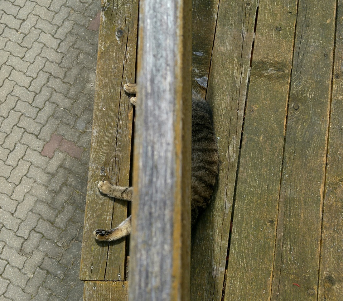 Foto: Martin Zehrer - Finde die Katze: Mittags-Schlaf unterm Balkon-Geländer... ;-) 