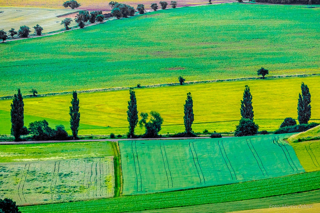 Foto: Martin Zehrer - Landschaftsblick vom Rauhen Kulm aus. Wie Kerzen stehen da die Bäume im Lande. 