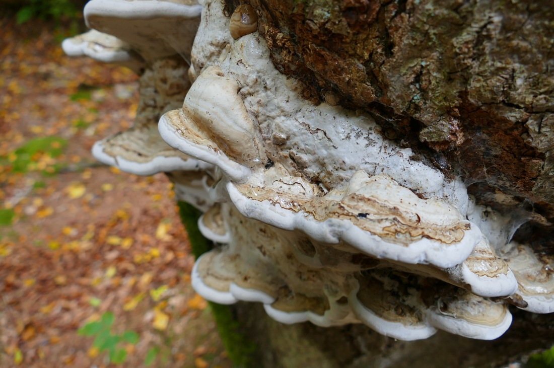 Foto: Martin Zehrer - Wandern im Steinwald<br />
<br />
Baumschwamm 
