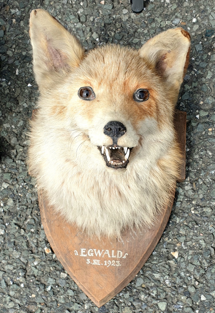 Foto: Martin Zehrer - Egwald Trophäe<br />
<br />
Von 1923, gesehen auf dem Flohmarkt in Bad Berneck 