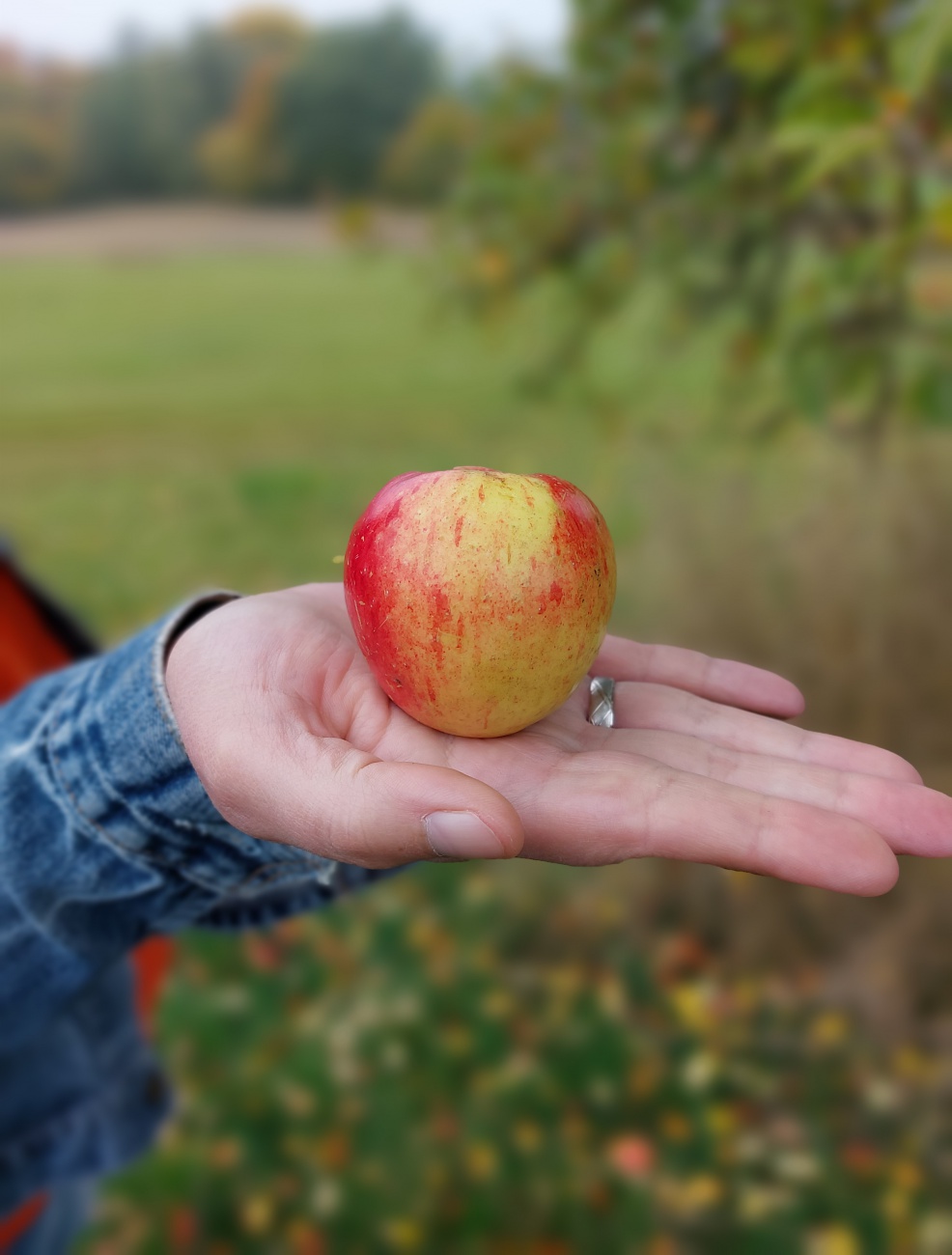 Foto: Martin Zehrer - Apfel... wunderschön gut :-) 