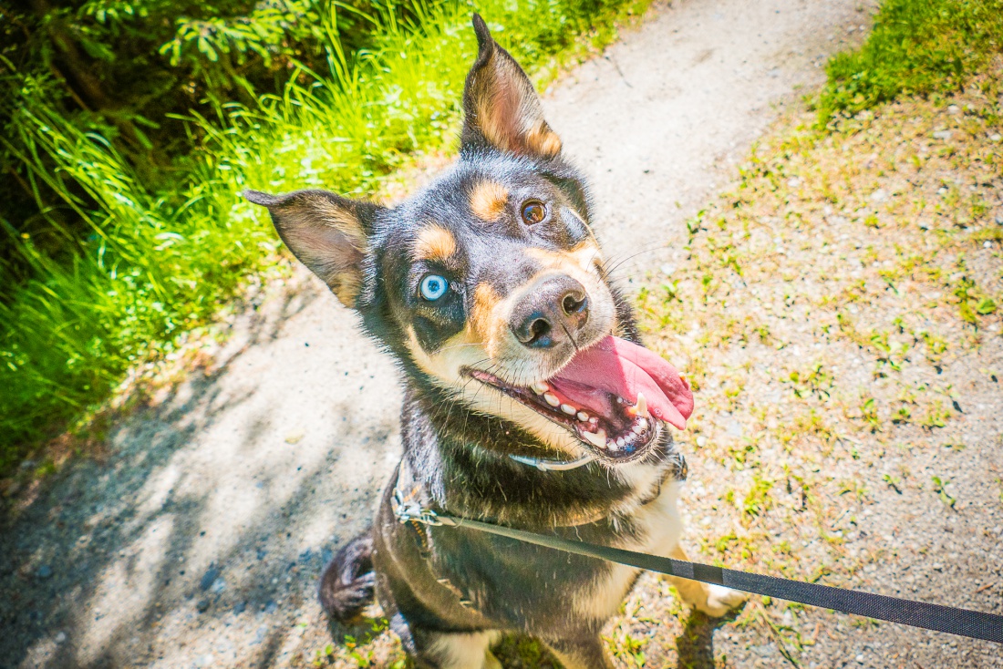 Foto: Martin Zehrer - --- VITO sucht sein Für-Immer-Zuhause! ---<br />
<br />
Rasse: Vermutlich Australian Kelpie<br />
Name: VITO<br />
Alter: Ca. 2-3 Jahre<br />
Fundort: Nähe der Sternwarte Tirschenreuth<br />
<br />
Magisch 