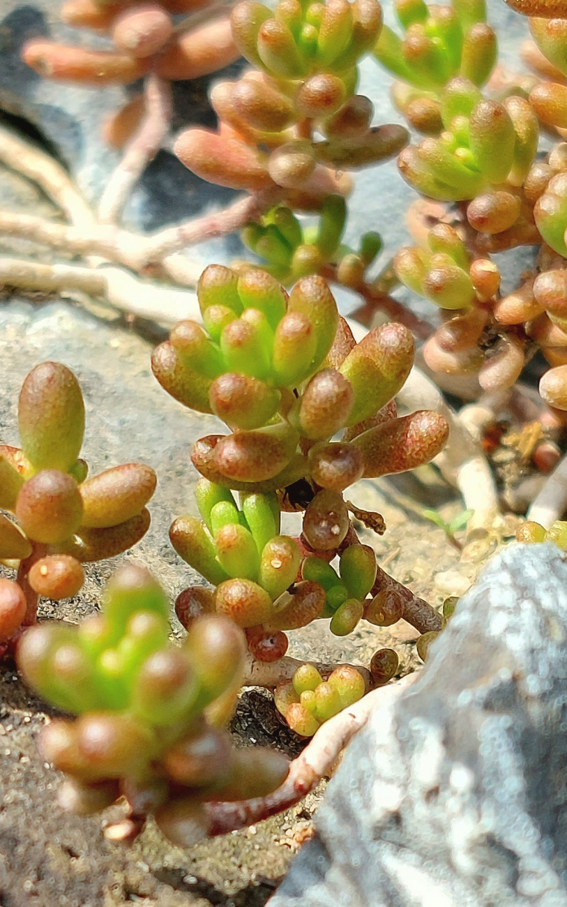 Flora und Fauna am Vulkankegel  bei Parkstein...