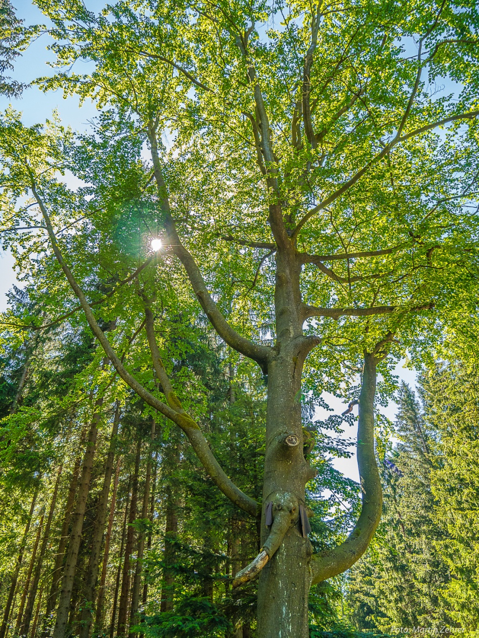 Foto: Martin Zehrer - Radtour von Kemnath nach Waldershof, quer durch den Kösseine-Wald...<br />
<br />
Siehst Du den Elefanten im Baum??? Mehr auf im folgendem Bild... 