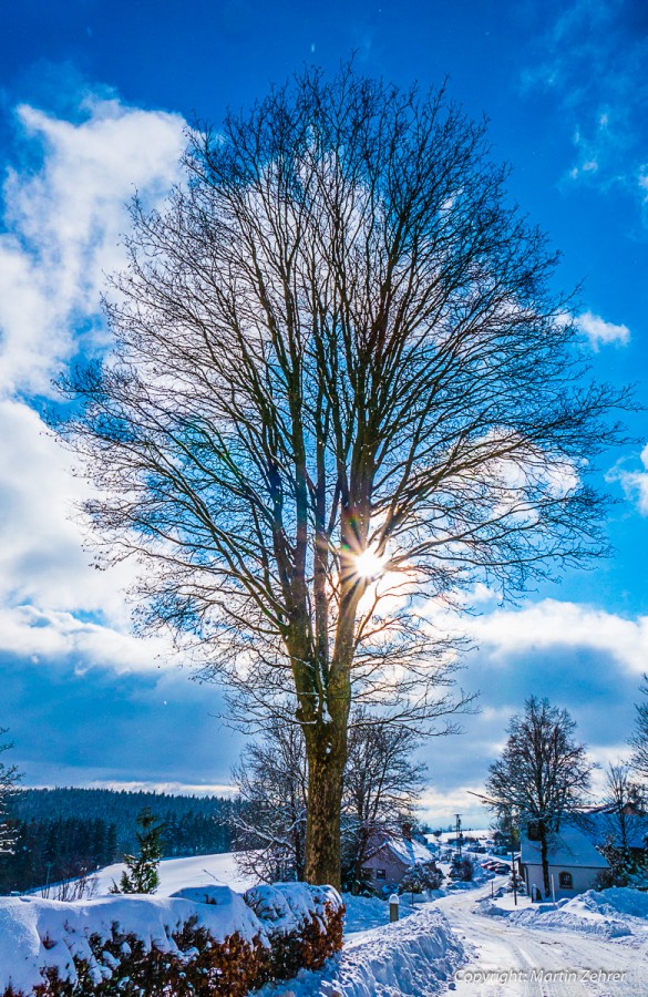 Foto: Martin Zehrer - Winter-Traum ... Winterbaum 