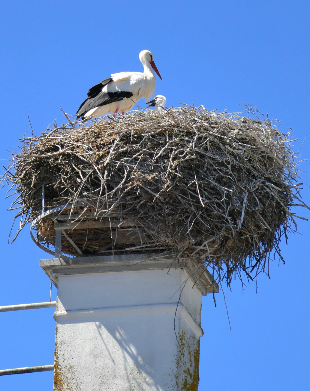 Familie Storch aus Kemnath...

Bis jetzt waren zwei niedliche Küken zu erkennen.
Es scheint, dass der erwachsene Storch sich an diesen heissen Tagen im Nest aufrichtet, um den Küken Schatten zu spenden.
Bei Temperaturen um die 30 Grad und sehr sommerlichen Wetter scheinbar ein Muss, da sonst die Kleinen überhitzen könnten.
Dieser Storchen-Horst befindet sich auf dem alten Amtsgericht in Kemnath.

29. Mai 2026