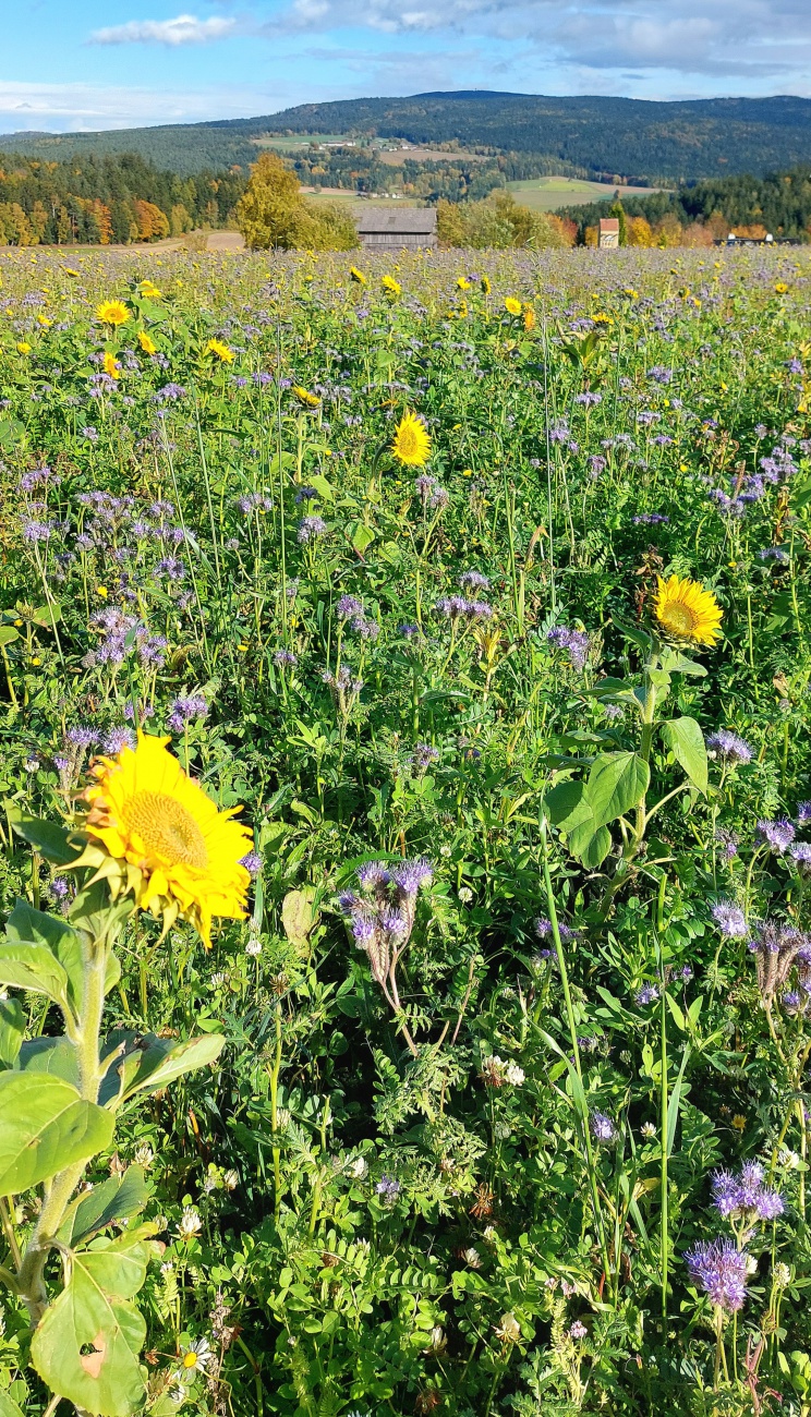 Foto: Martin Zehrer - Im Oktober: Sonnenblumen in Godas... 