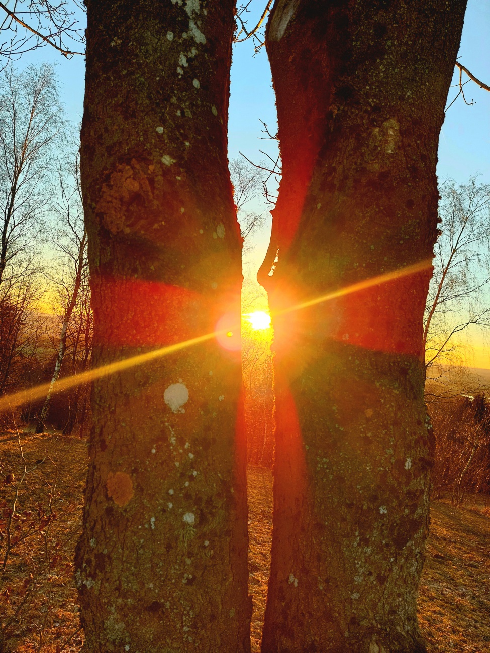 Foto: Martin Zehrer - Sonnenuntergang zwischen zwei Bäumen... gesehen in Godas droben... 