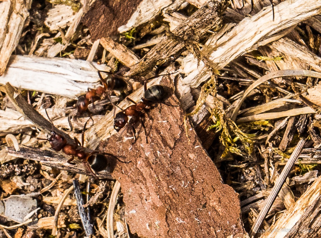 Foto: Martin Zehrer - Ameisen beobachten im Ökologisch-Botanischen Garten in Bayreuth. Ausspannen in der Frühlingssonne. Die Blätter rauschen im Wind, Vögel zwitschern um die Wette, das Wasser 