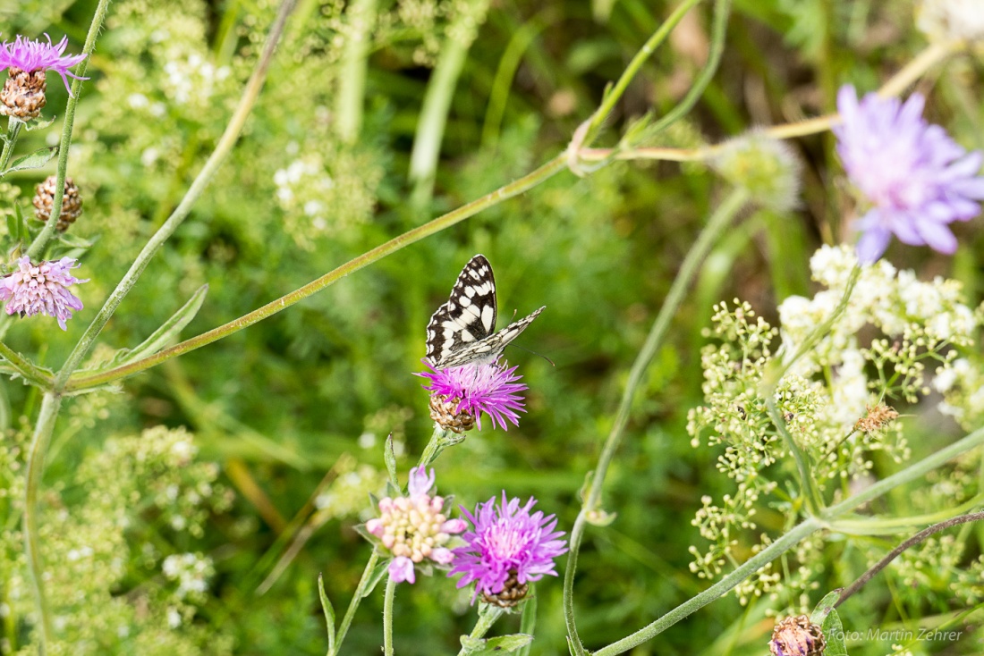 Foto: Martin Zehrer - Ernten, ernten, ernten... Es war der 9. Juli 2017 auf dem Armesberg. Was für eine Vielfalt ein Insekten und Pflanzen... Ein kleines Stück Paradies auf dem Vulkan ;-) 