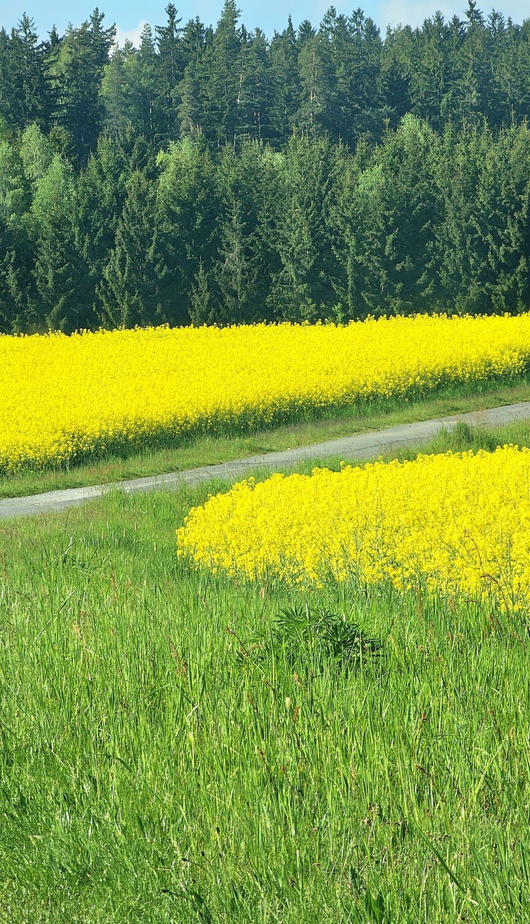 Rapsfelder bei Tirschenreuth