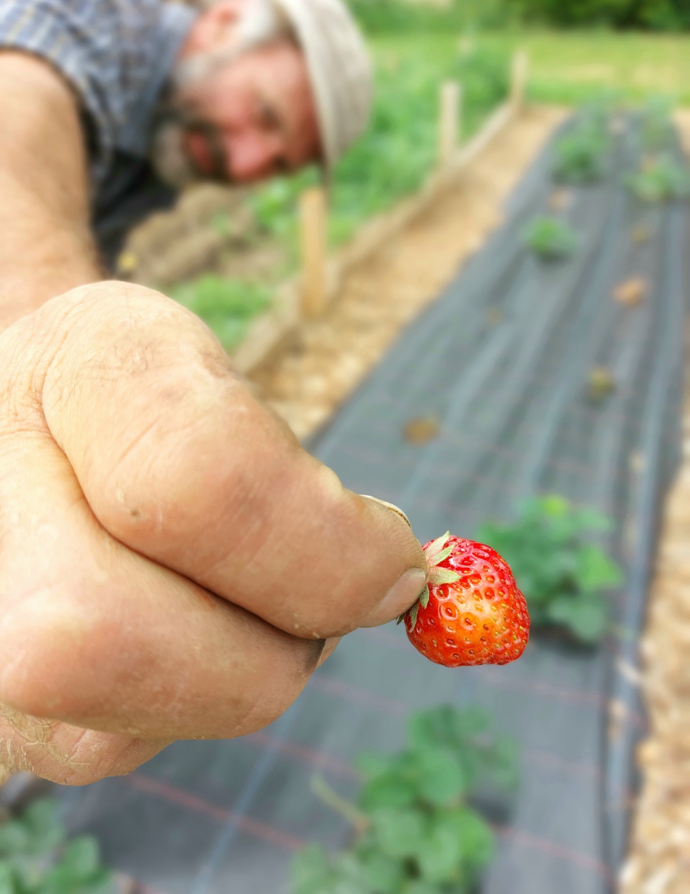 Foto: Martin Zehrer - Köstlers Bauernhof: Die Erdbeeren sind zeitig... so schön rot!  