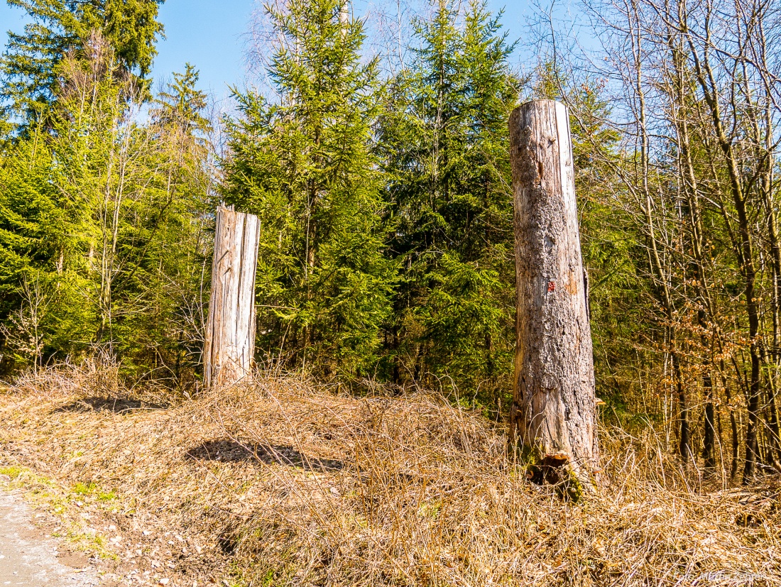 Foto: Martin Zehrer - Wie zwei Pfähle... stehen zwischen Godas und Neusteinreuth im Wald. 