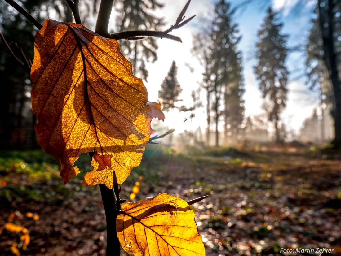 Foto: Martin Zehrer - Und doch kommt die Sonne noch raus gekrochen. Unterwegs am Wildgehege in Mehlmeisel am 9. Januar 2018 