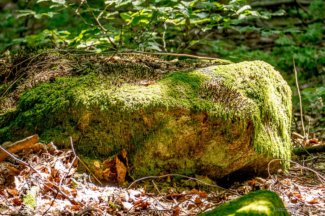 Foto: Martin Zehrer - Vermooster Stein im Steinwald. Auf der Wanderschaft sieht man so einige interessante Gebilde. 