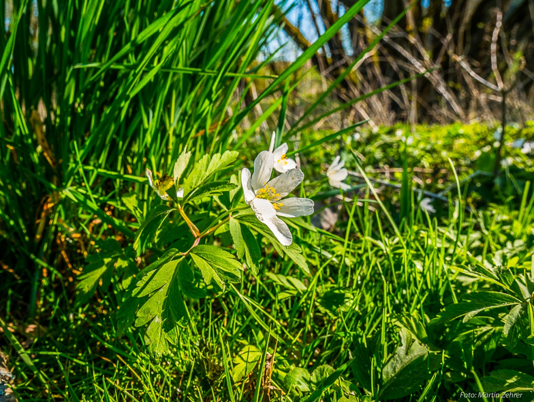 Foto: Martin Zehrer - Lechzen nach Sonne... Es ist Freitag, der 19. April 2019 und die Natur tankt die grelle Frühlings-Sonne... 