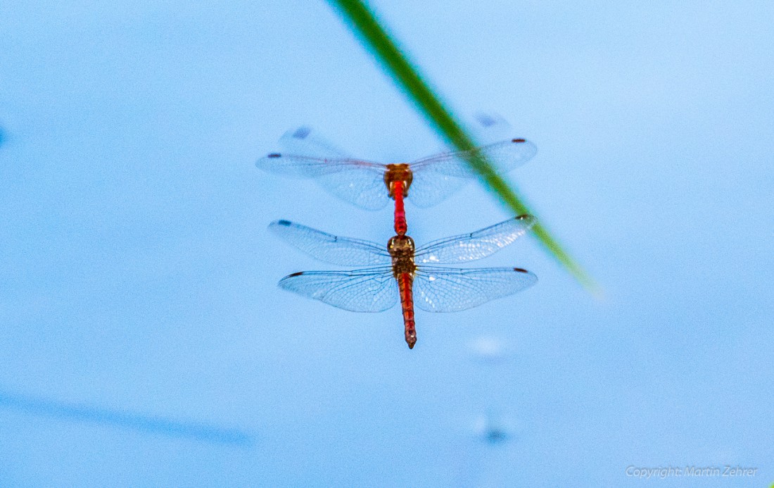 Foto: Martin Zehrer - Paarungsflug der Libellen von hinten fotografiert. Akrobaten der Lüfte... 