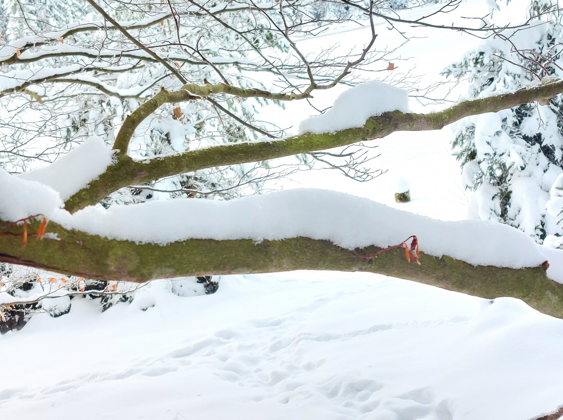 Foto: Martin Zehrer - Fichtelsee: Schnee-Last auf dem Ast! :-) 