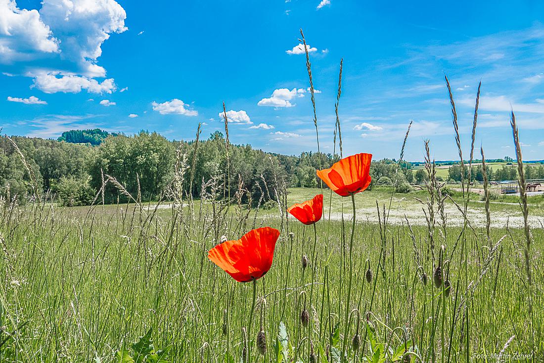 Foto: Martin Zehrer - Kornblume am 2. Juni 2019 - Wunderbares Wetter! 