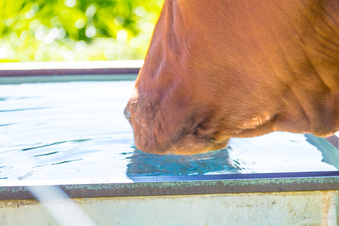 Foto: Martin Zehrer - Frisches Wasser auf der neuen Weide... Nach der Winterpause befinden sich die glücklichen Kühe wieder auf der saftigen Sommer-Weide.<br />
Freude auf Köstlers Bauernhof in Ebn 