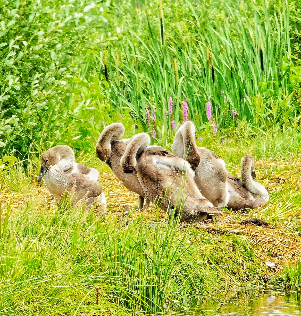 Foto: Jennifer Müller - Familie Schwan beim Federn-Pflegen zwischen Kemnath und Eisersdorf. 