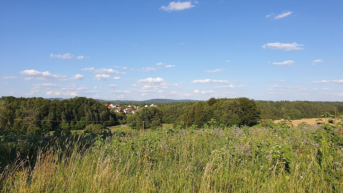 Foto: Martin Zehrer - Der Blick übers unfertige Sonnenblumen-Feld...  