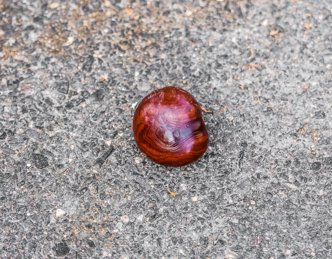 Foto: Martin Zehrer - Kastanie im Herbst... 