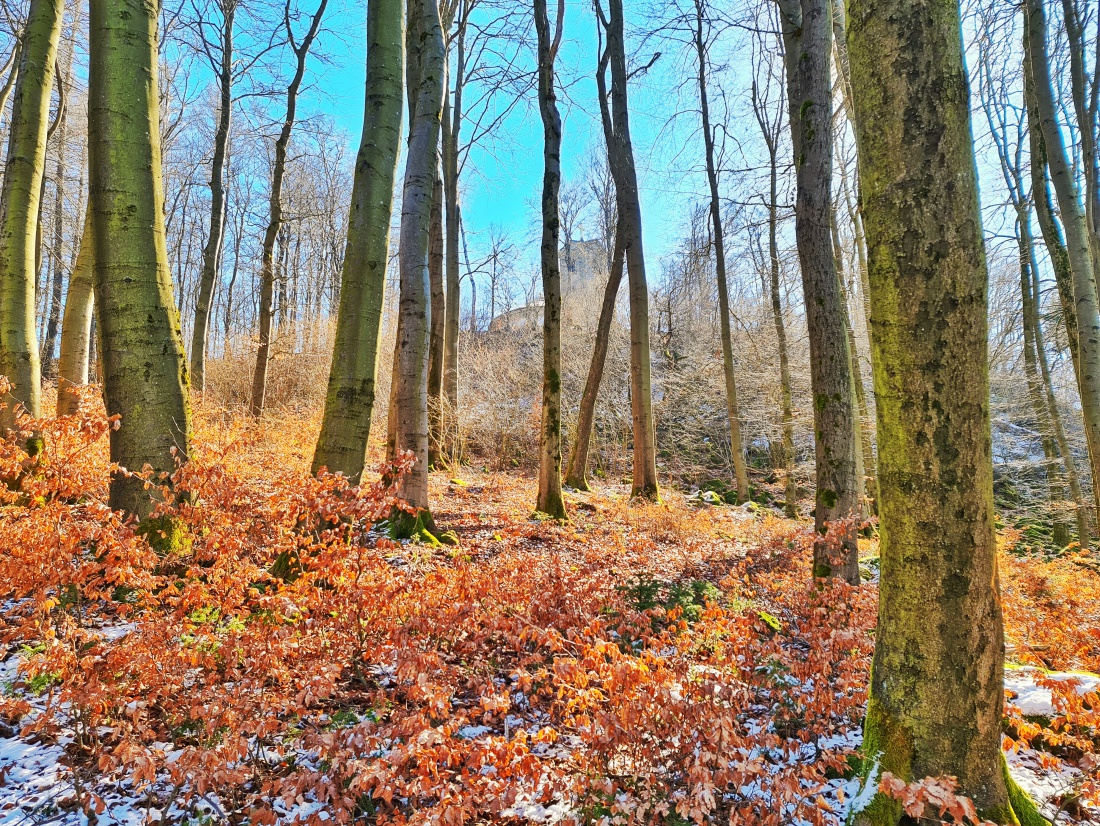 Foto: Jennifer Müller - ...ein gemütlicher Spaziergang  durch den Frühlingswald am Armesberg nach einem tollen Essen... 