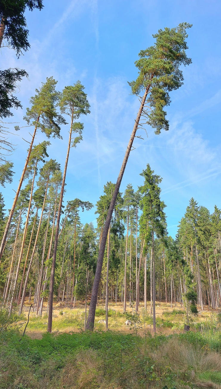 Foto: Martin Zehrer - Im Einklang mit der Natur<br />
<br />
Zwischen hohen Kiefern und sattem Grün zeigt uns der Wald, wie kraftvoll und zugleich verletzlich die Natur ist. Jeder Baum erzählt seine eig 