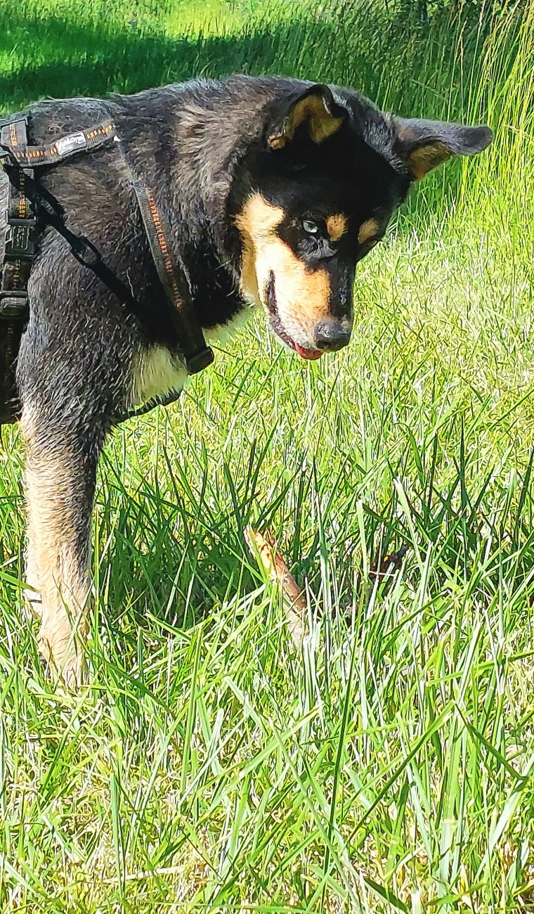 Foto: Martin Zehrer - --- VITO sucht sein Für-Immer-Zuhause! ---<br />
<br />
Rasse: Vermutlich Australian Kelpie<br />
Name: VITO<br />
Alter: Ca. 2-3 Jahre<br />
Fundort: Nähe der Sternwarte Tirschenreuth<br />
<br />
Magisch 