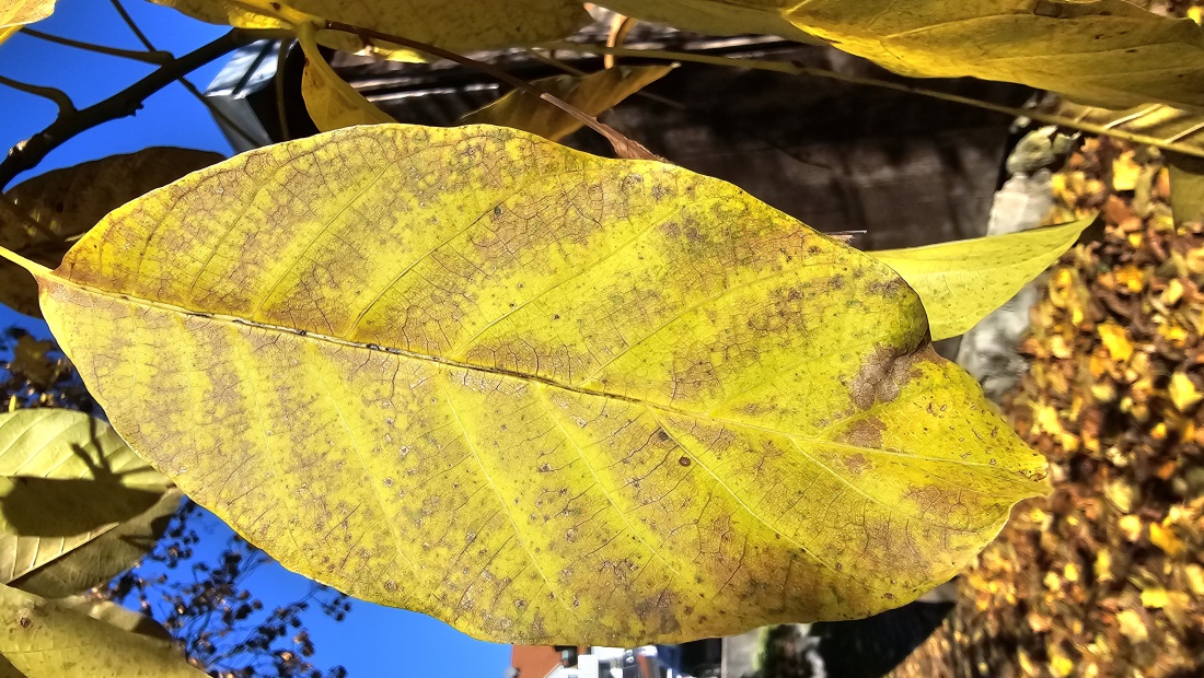 Herbstfarben...