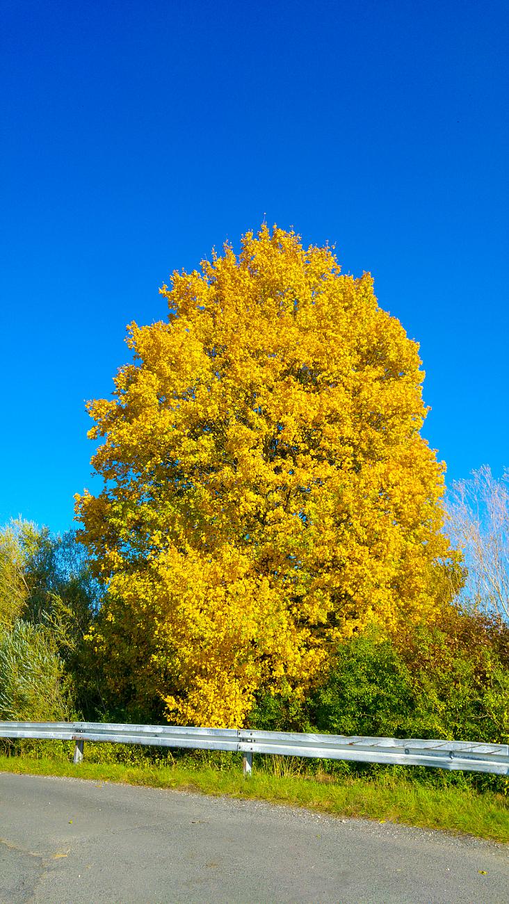 Foto: Martin Zehrer - Goldener Oktober am 12. Oktober 2019<br />
<br />
Die Temperatur: ca. 22 Grad 