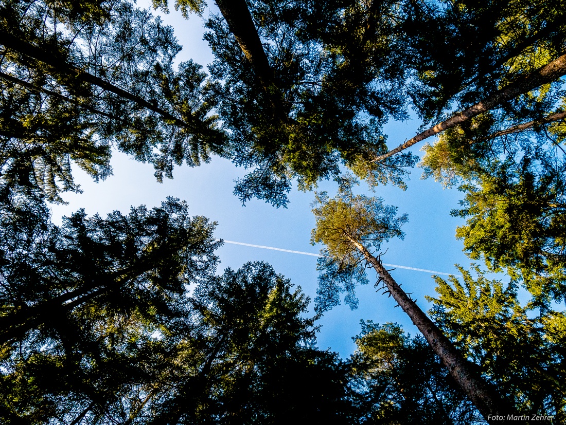 Foto: Martin Zehrer - Mit dem E-Bike durch den Wald - Himmelsblick... 