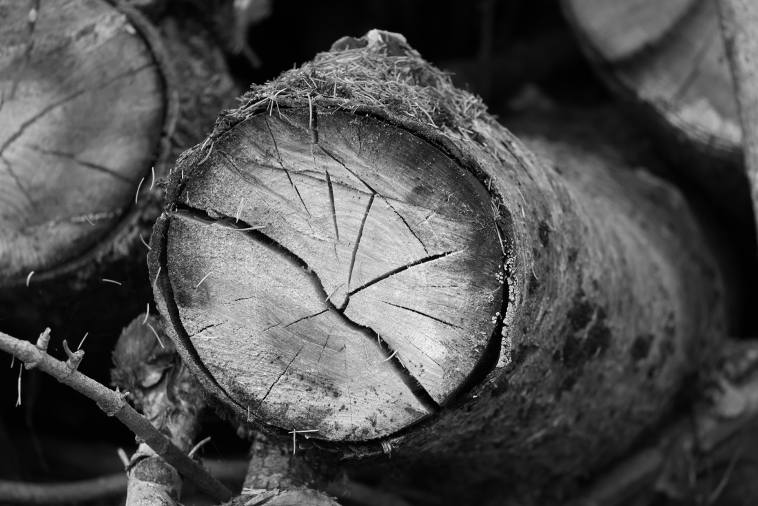 Foto: Joshua Richter - Ein Baum, tot 