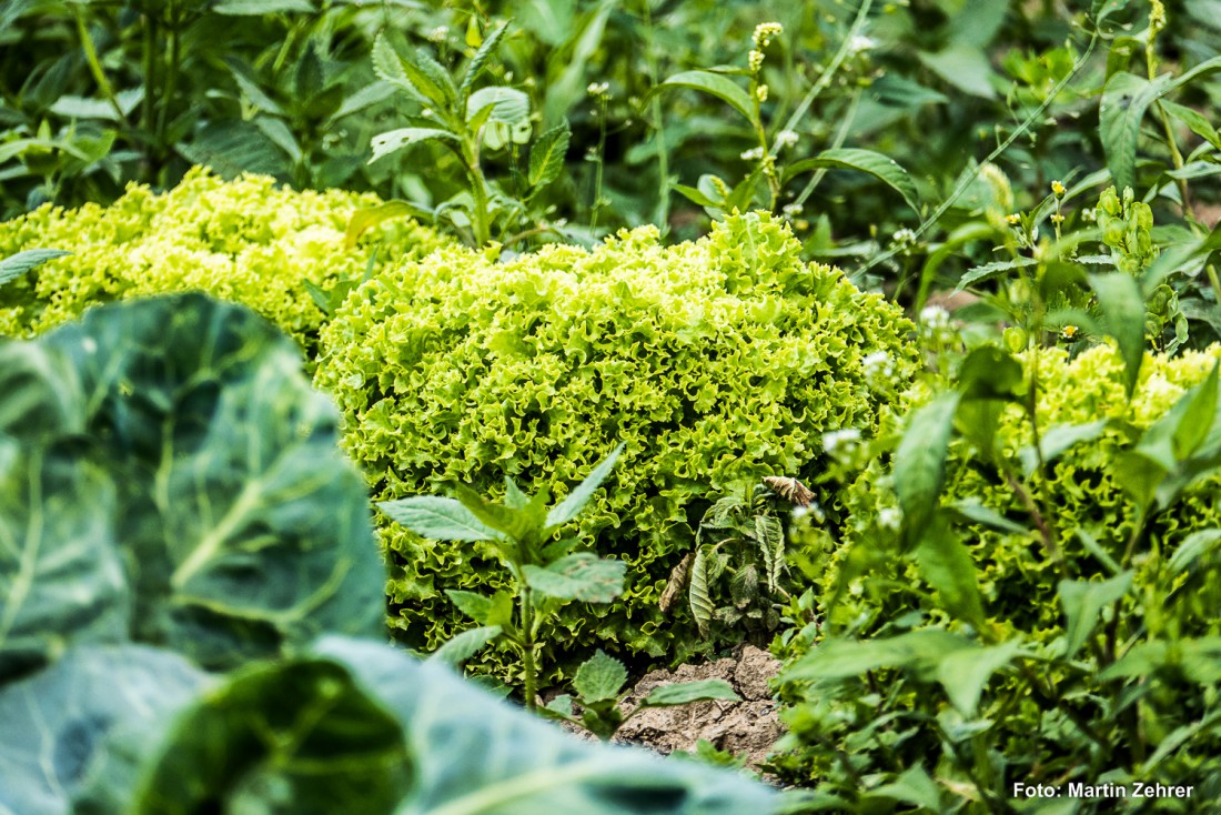 Foto: Martin Zehrer - Salat... hmmm... 