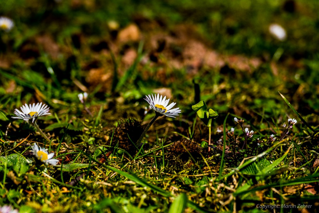 Foto: Martin Zehrer - Frühling auf dem Armesberg. Erste Hummeln fliegen durch die Gegend. Schmetterlinge lassen sich entdecken. Grüne kleine Pflanzen drücken mit aller Kraft durch das Herbstla 