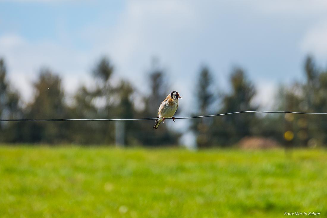 Foto: Martin Zehrer - Ein Vogel auf dem Drahtseil...<br />
<br />
Hermannsreuth 28. Mai 2020 