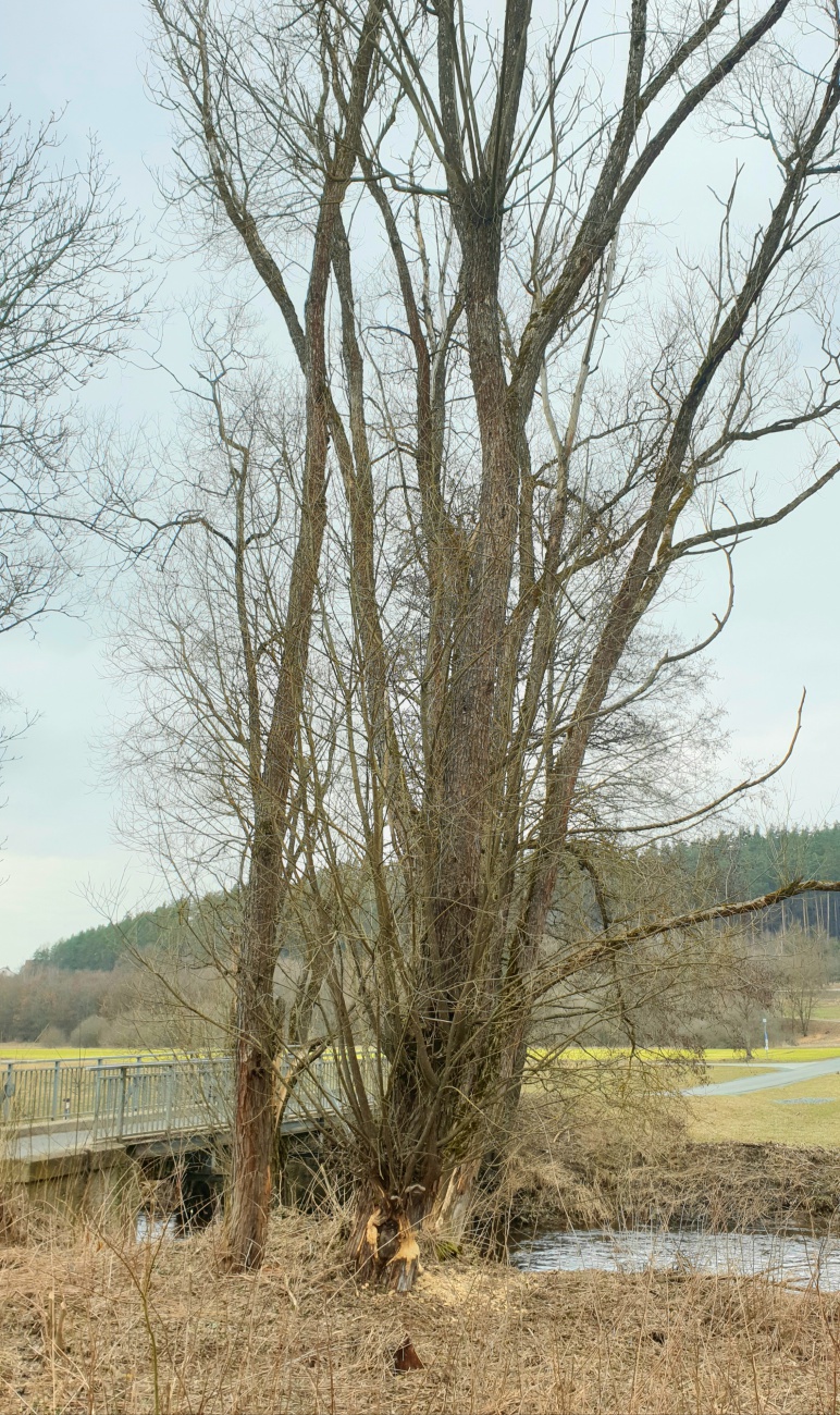 Foto: Martin Zehrer - So ein riesen Baum wird von einem vergleichsweise winzigen Biber zu Fall gebracht 