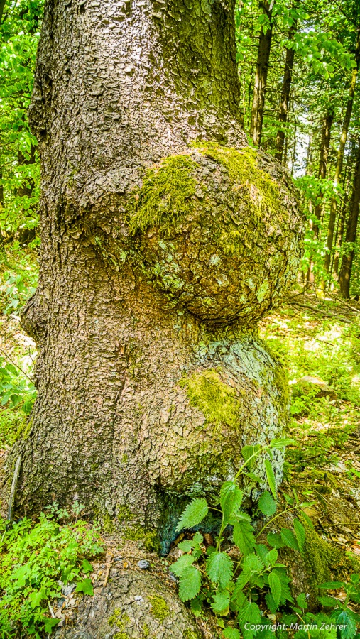 Foto: Martin Zehrer - Der Baum, der Höcker hat :-) <br />
<br />
Abkürzung: Ein Feldweg kurz vor Hermannsreuth...<br />
<br />
Gigantische Radtour an einem gigantischen Sonntag... über Berg und Tal, durch Wald un 