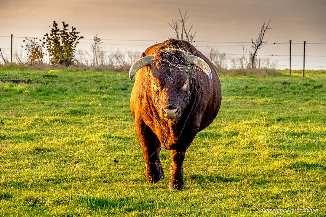 Foto: Martin Zehrer - Ikka beim Morgenspaziergang... Die Koppel besser nicht betreten... Manchesmal wird die liebe Kuhherde doch unterschätzt. Sie verteidigen ihr Revier genau so wie andere Le 