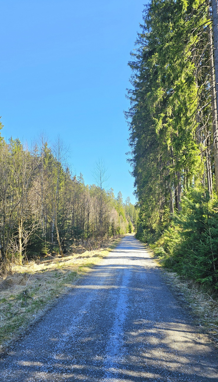 Herrliches Wetter - auf dem Weg zur neueröffneten Blockhütte im Waldnaabtal.