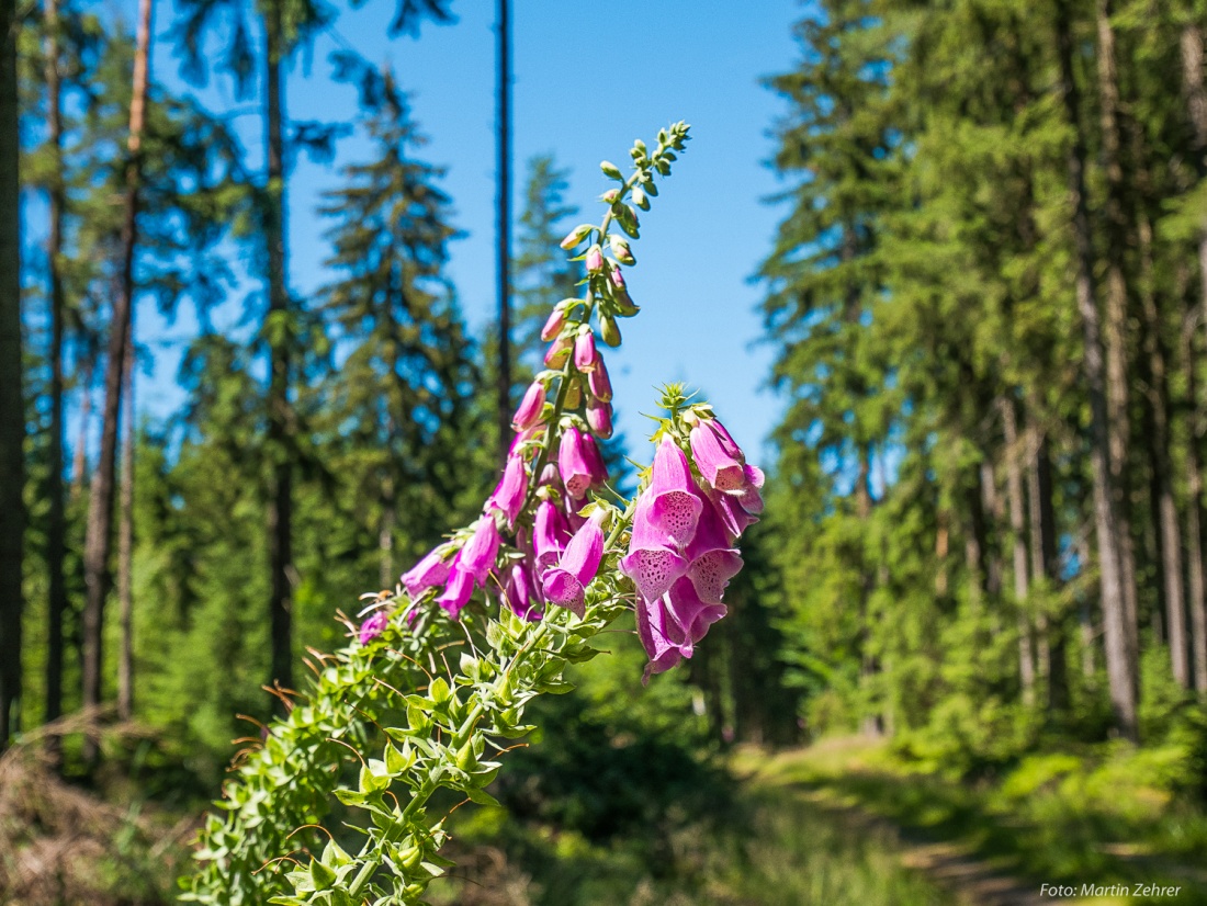 Foto: Martin Zehrer - Radtour von Kemnath nach Waldershof, quer durch den Kösseine-Wald...<br />
<br />
Am Wegesrand im Wald gesehen! 