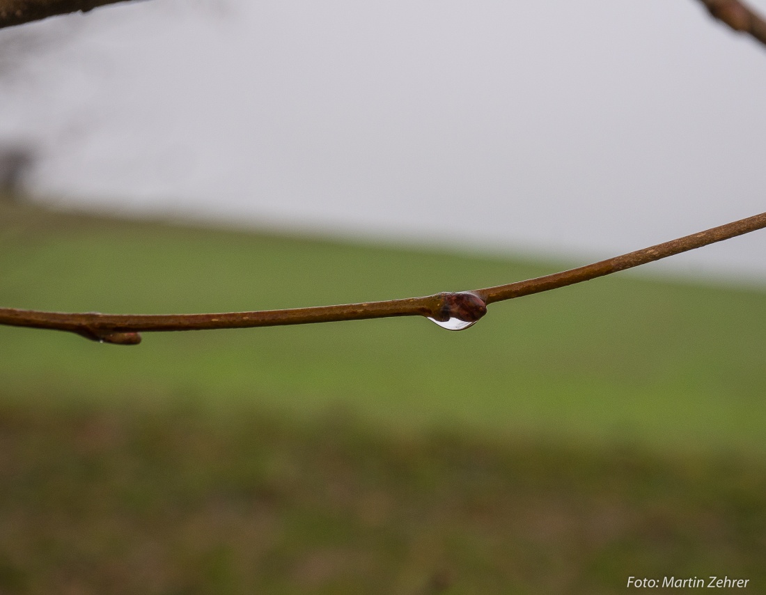 Foto: Martin Zehrer - Ein Wassertropfen hängt an einem dünnen Ästchen. Gesehen beim Wandern rund um den Armesberg am 6. Januar 2018. 