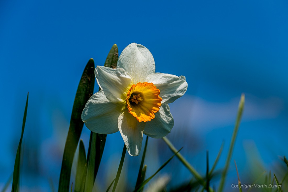 Foto: Martin Zehrer - Wundervolle Blume am Fuße des Schlossberges auf einer Wiese gefunden. Sie strahlt Dich an. 