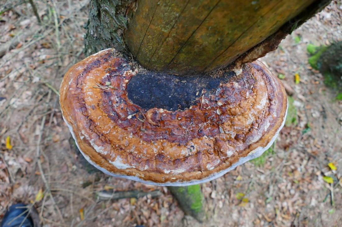 Foto: Martin Zehrer - Wandern im Steinwald<br />
<br />
Ein Baum-Schwammer 