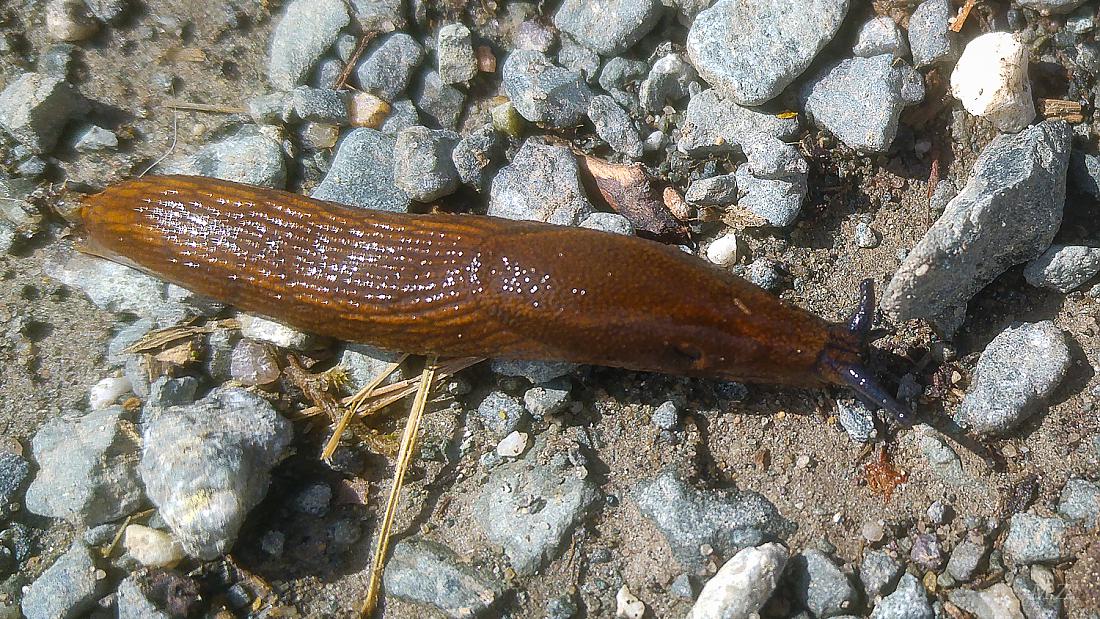 Foto: Martin Zehrer - Schnecke schleicht über den Weg... ;-) 